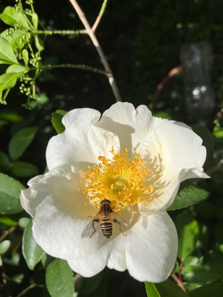 初夏の庭に咲く白い花と蜜を集める蜂|元気が出る クラシック